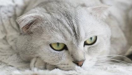 爱游戏在线登录入口-特色比赛：快速反应挑战赛热血开启，快速反应队伍